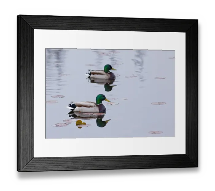 Framed Print : WA, Juanita, Juanita Bay Wetland, Mallard Ducks, male, ( Anas platyrbynchos) Framed Print : WA, Juanita, Juanita Bay Wetland, Mallard Ducks, male, ( Anas platyrbynchos)