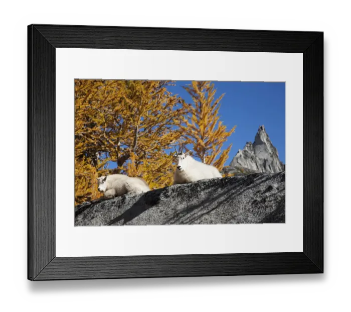 Framed Print : WA, Alpine Lakes Wilderness, Enchantment Lakes, WA, Mountain Goats (Oreamnos americanus)