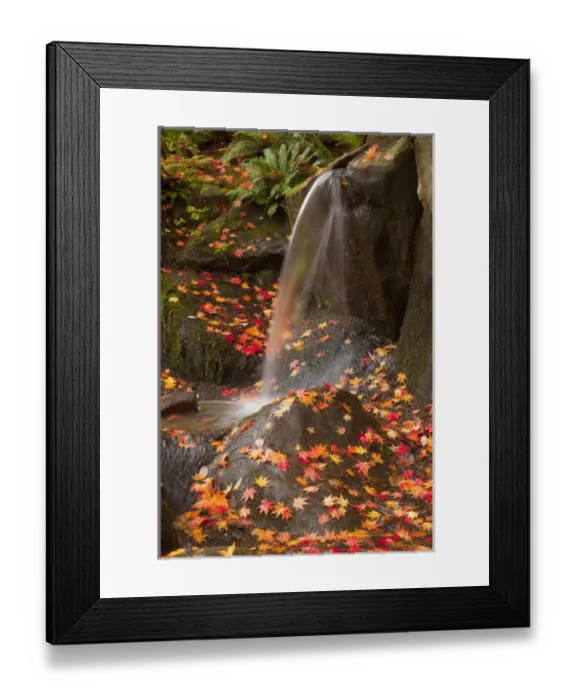 Framed Print : WA, Seattle, Washington Park Arboretum, Japanese Garden, waterfall with autumn color Framed Print : WA, Seattle, Washington Park Arboretum, Japanese Garden, waterfall with autumn color
