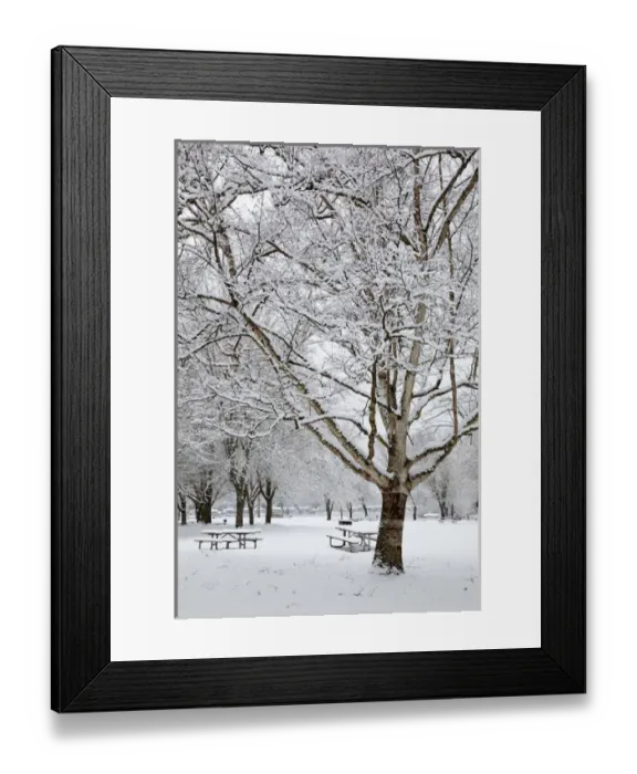 Framed Print : WA, Issaquah, Lake Sammamish State Park Framed Print : WA, Issaquah, Lake Sammamish State Park