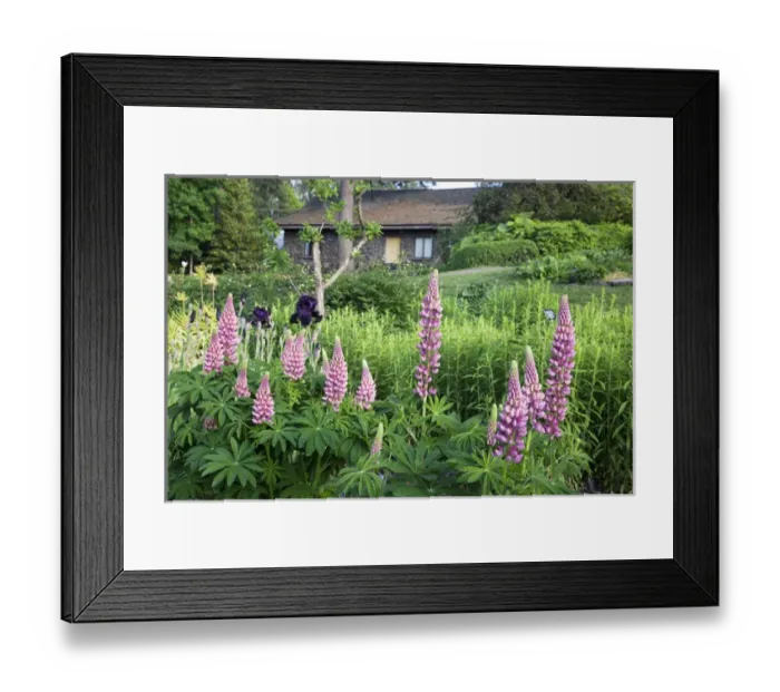Framed Print : WA, Spokane, Manito Park, Ferris Perennial Garden Framed Print : WA, Spokane, Manito Park, Ferris Perennial Garden