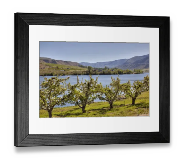 Framed Print : WA, Chelan County, orchard along the Columbia River