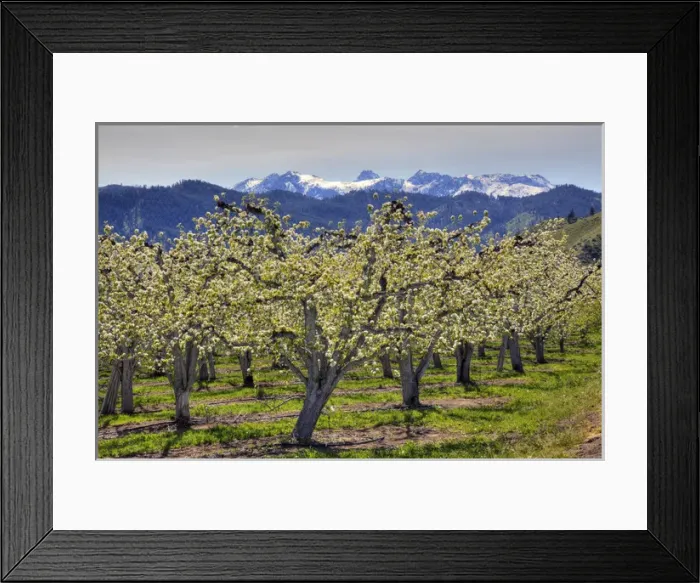 Framed Print : WA, Chelan County, Dryden, apple orchard in bloom Framed Print : WA, Chelan County, Dryden, apple orchard in bloom