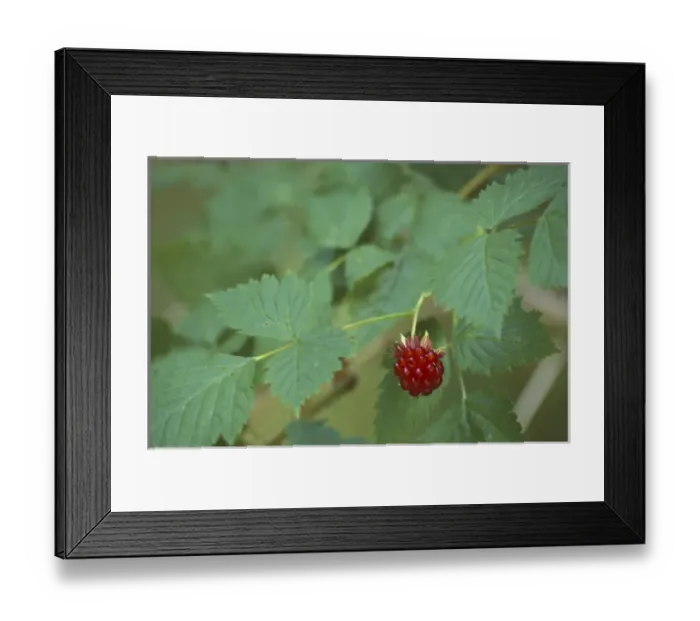 Framed Print : N. A. USA, Washington, Olympic Nat l Park Ripe Salmonberry Fruit (Rubus spectabilis) Framed Print : N. A. USA, Washington, Olympic Nat l Park Ripe Salmonberry Fruit (Rubus spectabilis)