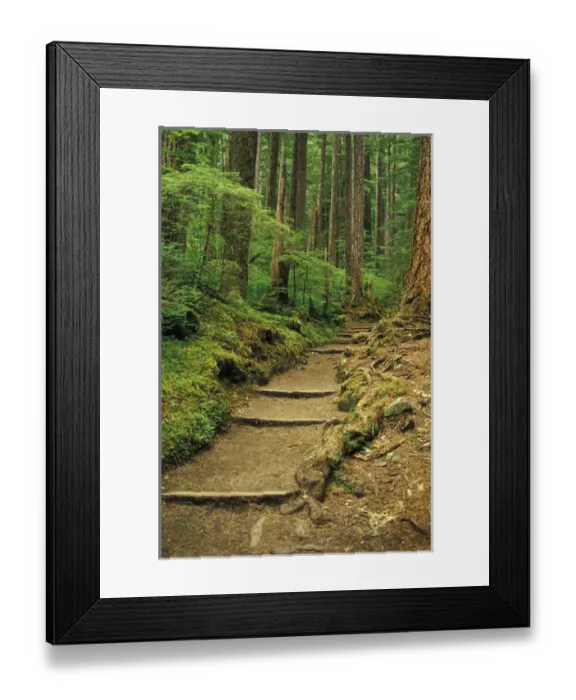 Framed Print : USA, WA, Olympic NP, Sol Duc Falls area. Sol Duc Falls Trail Framed Print : USA, WA, Olympic NP, Sol Duc Falls area. Sol Duc Falls Trail
