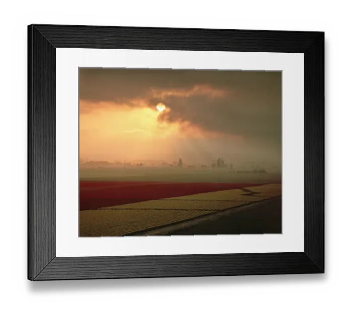 Framed Print : The sun is sending light shafts across the flower fields of the Skagit Valley