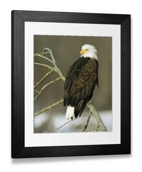Framed Print : North American Bald Eagle (Haliaeetus leucocephalus), sitting on an alder branch Framed Print : North American Bald Eagle (Haliaeetus leucocephalus), sitting on an alder branch