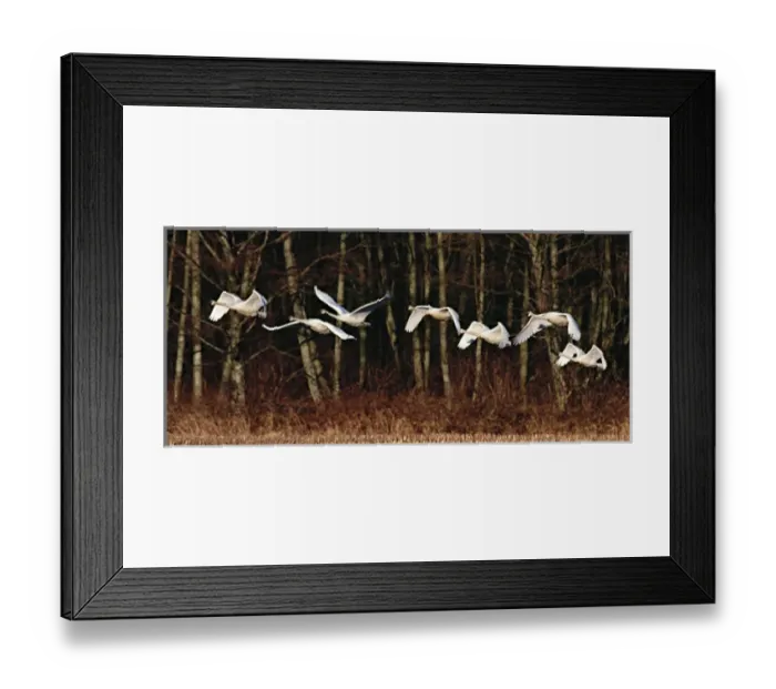 Framed Print : Seven Trumpeter Swans (Cygnus buccinator) flying in afternoon light with deciduous Framed Print : Seven Trumpeter Swans (Cygnus buccinator) flying in afternoon light with deciduous