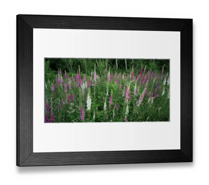 Framed Print : A panorama of lush foxgloves in full bloom Framed Print : A panorama of lush foxgloves in full bloom