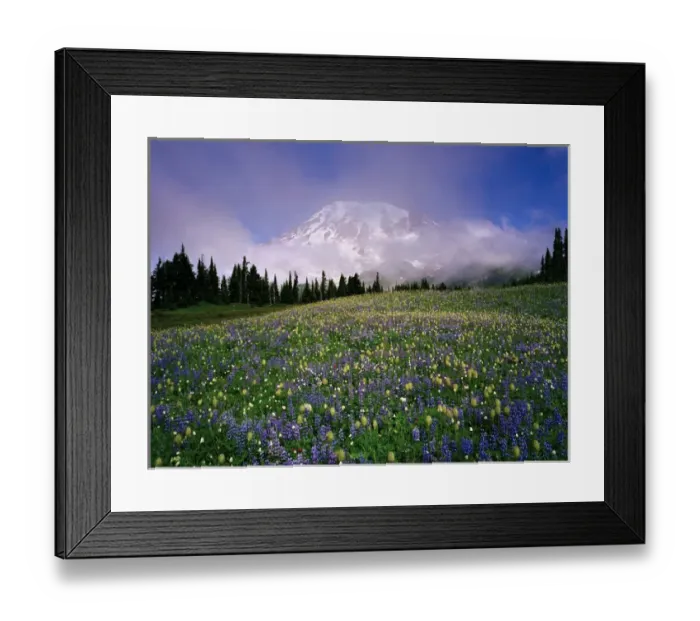 Framed Print : Mount Rainier with a sea of wildflowers and pink, transparent clouds that cloak Framed Print : Mount Rainier with a sea of wildflowers and pink, transparent clouds that cloak