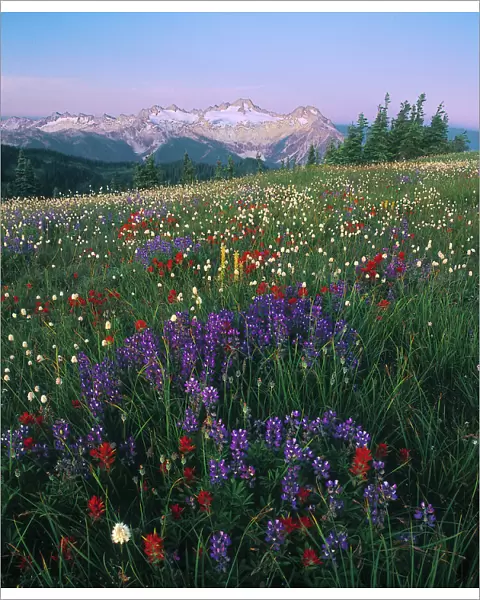 A subalpine meadow, lush with wildflowers, with a range of glaciated mountains in