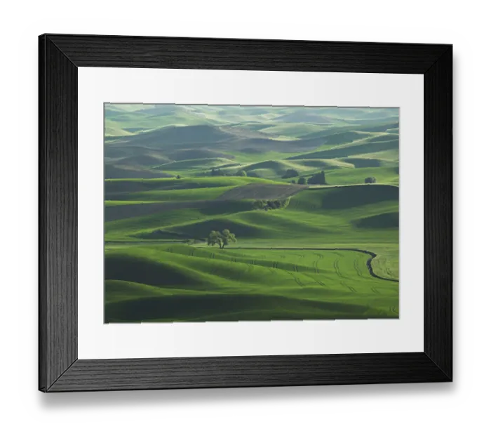 Framed Print : The rolling Palouse Hills of eastern Washington are covered with vibrant shades Framed Print : The rolling Palouse Hills of eastern Washington are covered with vibrant shades