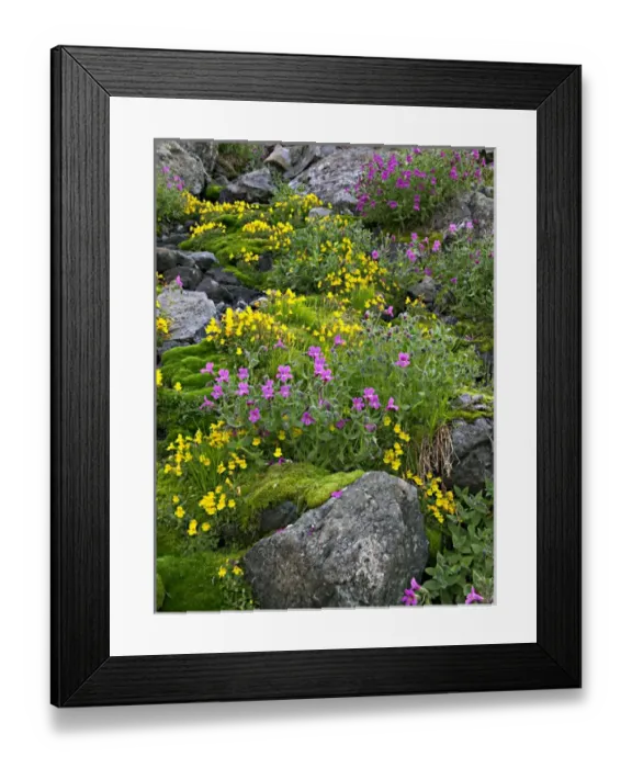 Framed Print : Red and yellow monkeyflowers cover a talus slope in Washingtons Cascade Mountains Framed Print : Red and yellow monkeyflowers cover a talus slope in Washingtons Cascade Mountains