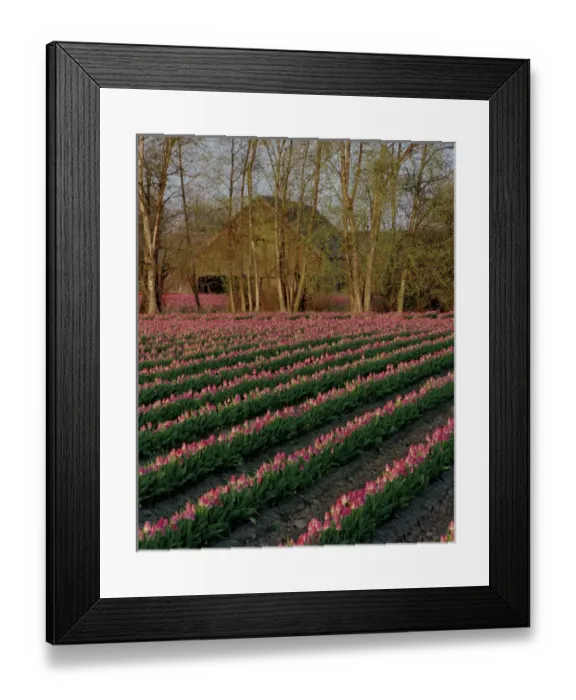 Framed Print : The soft glow of rose-colored tulips in front of a barn in early morning light Framed Print : The soft glow of rose-colored tulips in front of a barn in early morning light