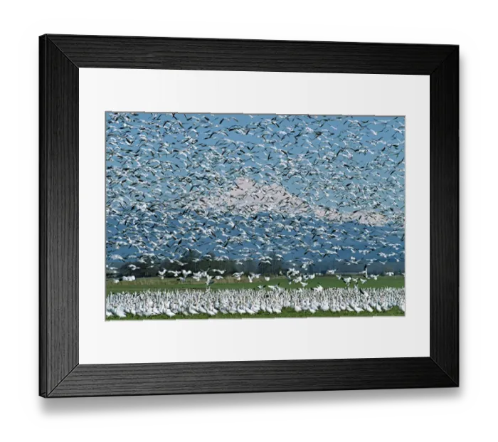 Framed Print : A flock of Snow Geese erupts into flight on the Skagit River Delta with glacier covered Framed Print : A flock of Snow Geese erupts into flight on the Skagit River Delta with glacier covered
