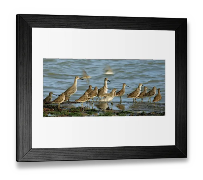 Framed Print : Migrating dowitchers and willets pause to rest and feed Framed Print : Migrating dowitchers and willets pause to rest and feed