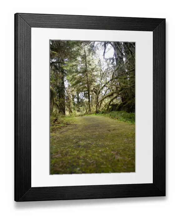 Framed Print : Hoh Rain Forrest, Washington, USA. The Hoh Rainforest on the Olympic Peninsula is Framed Print : Hoh Rain Forrest, Washington, USA. The Hoh Rainforest on the Olympic Peninsula is