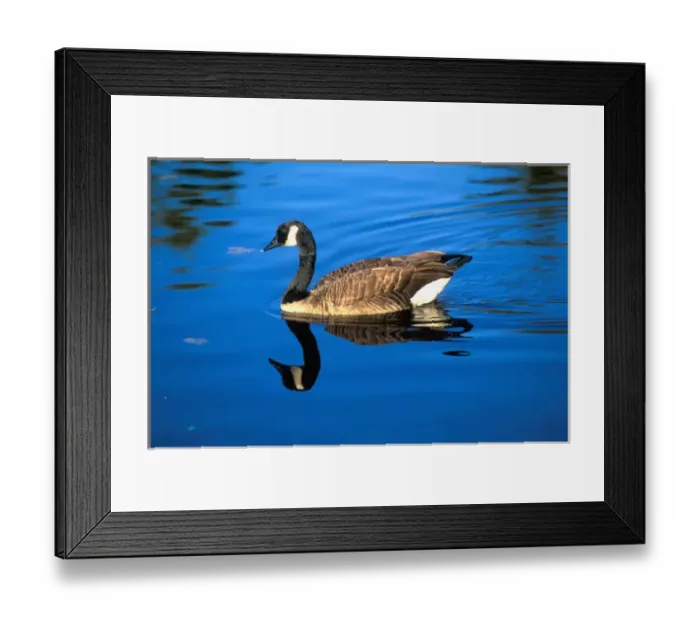 Framed Print : USA, Washingotn, Canada Geese (Branta canadensis) along shoreline Framed Print : USA, Washingotn, Canada Geese (Branta canadensis) along shoreline