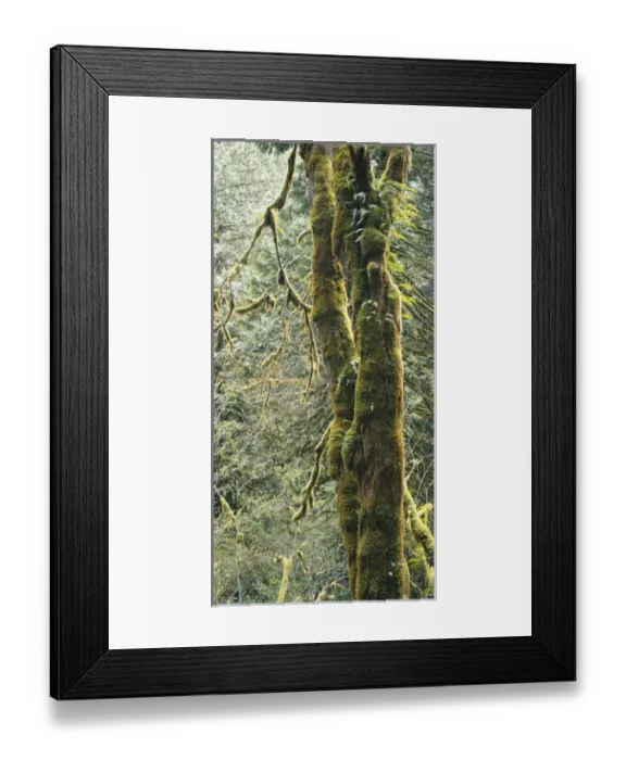 Framed Print : Washington, Olympic National Park, Olympic National Forest, Mossy tree trunk Framed Print : Washington, Olympic National Park, Olympic National Forest, Mossy tree trunk