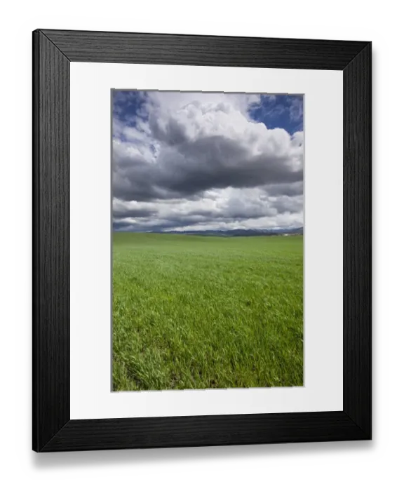Framed Print : USA, Washington, Wallula, Clouds above spring wheat field on spring afternoon Framed Print : USA, Washington, Wallula, Clouds above spring wheat field on spring afternoon