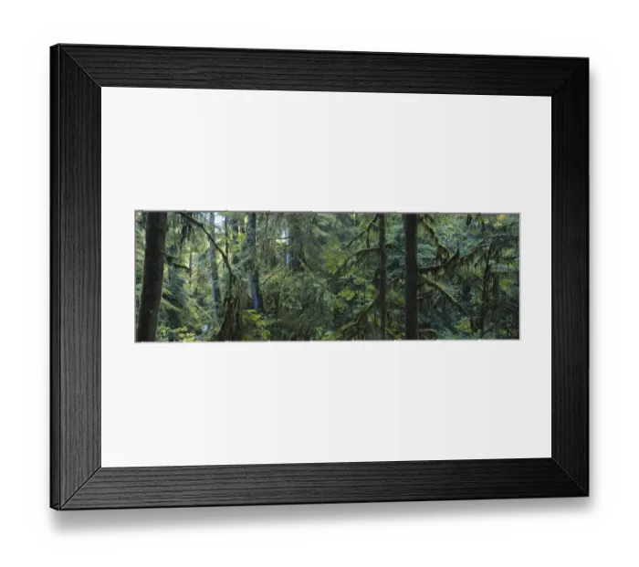 Framed Print : Washington, Olympic National Park, Hoh Rainforest, Dense forest Framed Print : Washington, Olympic National Park, Hoh Rainforest, Dense forest