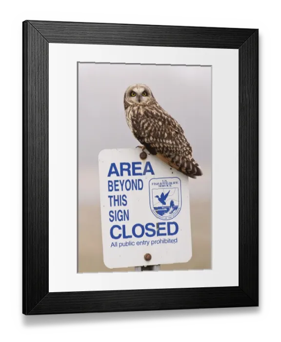 Framed Print : Ridgefield National Wildlife Refuge, Washington, a Short eared Owl Framed Print : Ridgefield National Wildlife Refuge, Washington, a Short eared Owl