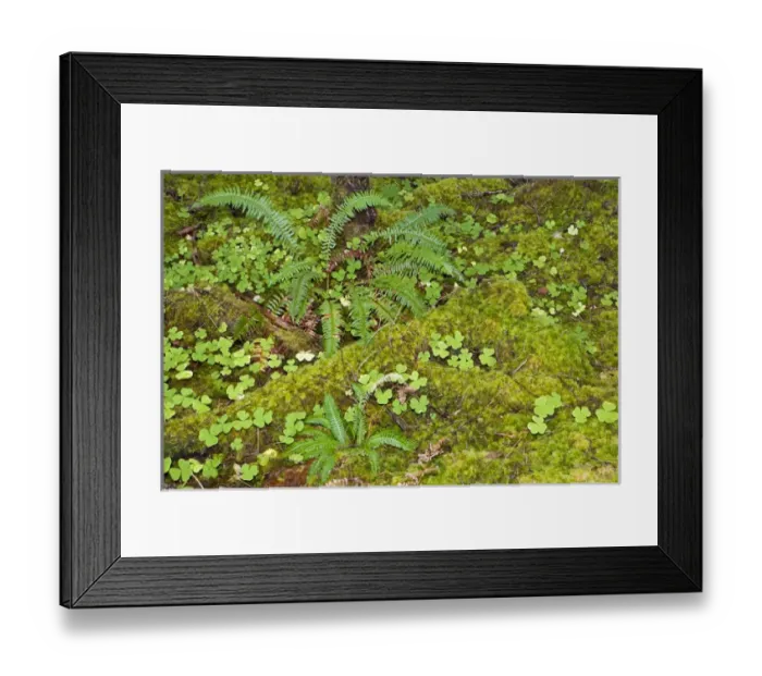 Framed Print : USA. Washington. Olympic NP. Hoh River rainforest Framed Print : USA. Washington. Olympic NP. Hoh River rainforest
