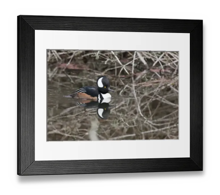 Framed Print : USA, Washington, Ridgefield National Wildlife Refuge, Hooded Merganser (Lophodytes