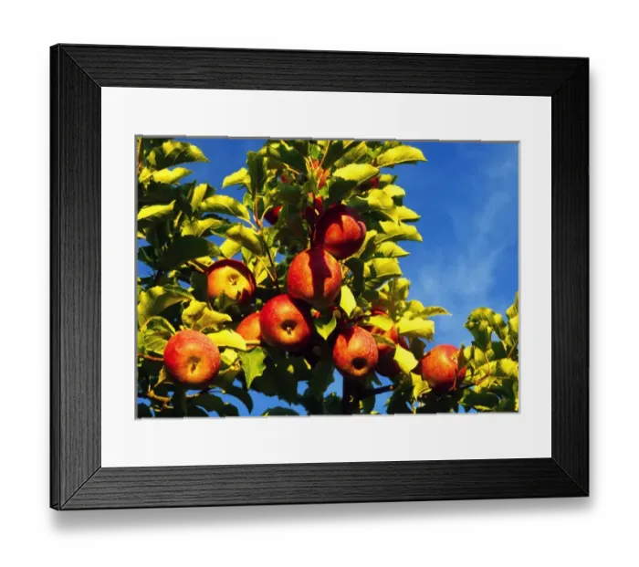 Framed Print : USA, Washington, Walla Walla, apple orchard Framed Print : USA, Washington, Walla Walla, apple orchard