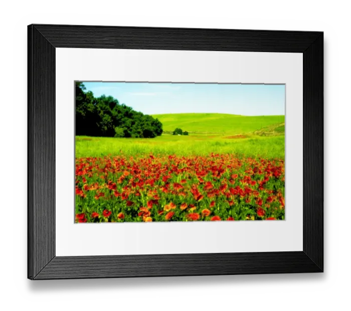Framed Print : USA, Washington, Walla Walla, poppy field Framed Print : USA, Washington, Walla Walla, poppy field