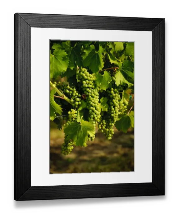 Framed Print : USA, Washington, Walla Walla. Grapes ripen in the summer sun of the Walla Walla AVA Framed Print : USA, Washington, Walla Walla. Grapes ripen in the summer sun of the Walla Walla AVA
