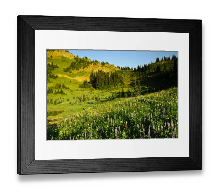 Framed Print : USA, Washington, Mt. Rainier. Summer wildflowers in full bloom in Mt. Rainier National