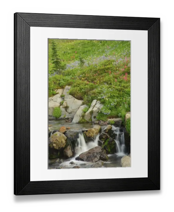 Framed Print : USA, Washington, Mt. Rainier. Summer wildflowers dot Edith Creek in Mt. Rainier National Framed Print : USA, Washington, Mt. Rainier. Summer wildflowers dot Edith Creek in Mt. Rainier National