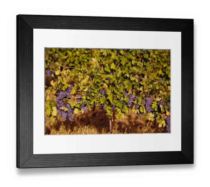 Framed Print : USA, Northwest, Eastern Washington, Walla Walla