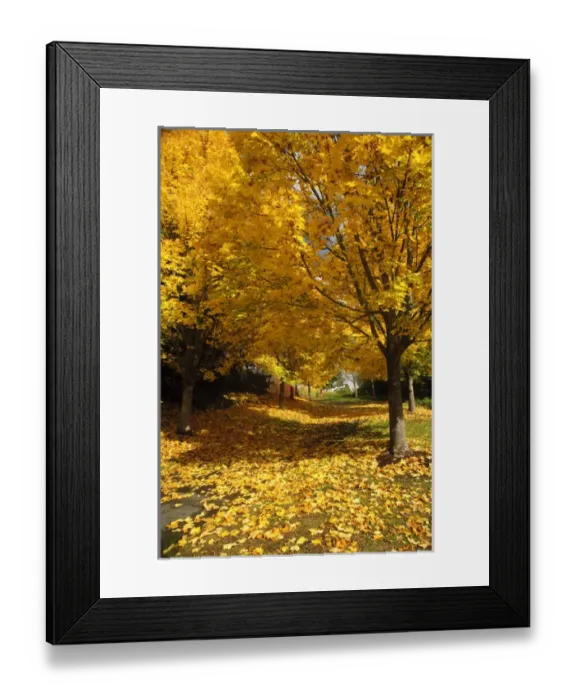 Framed Print : USA, Washington, Mercer Island in fall Framed Print : USA, Washington, Mercer Island in fall
