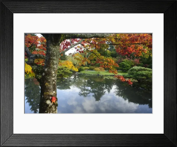 Framed Print : USA, Washington, Seattle, Arboretum, Japanese Garden