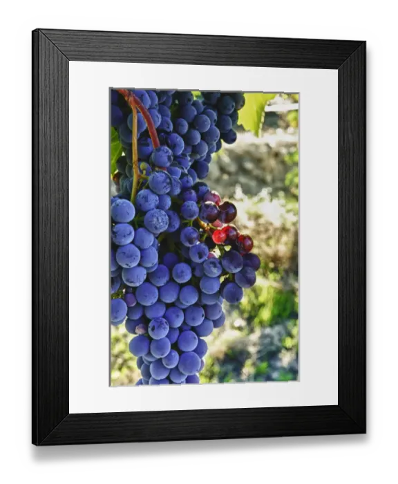 Framed Print : USA, Washington, Yakima Valley. Crush at Teft Cellars in the Rattlesnake Hills AVA Framed Print : USA, Washington, Yakima Valley. Crush at Teft Cellars in the Rattlesnake Hills AVA