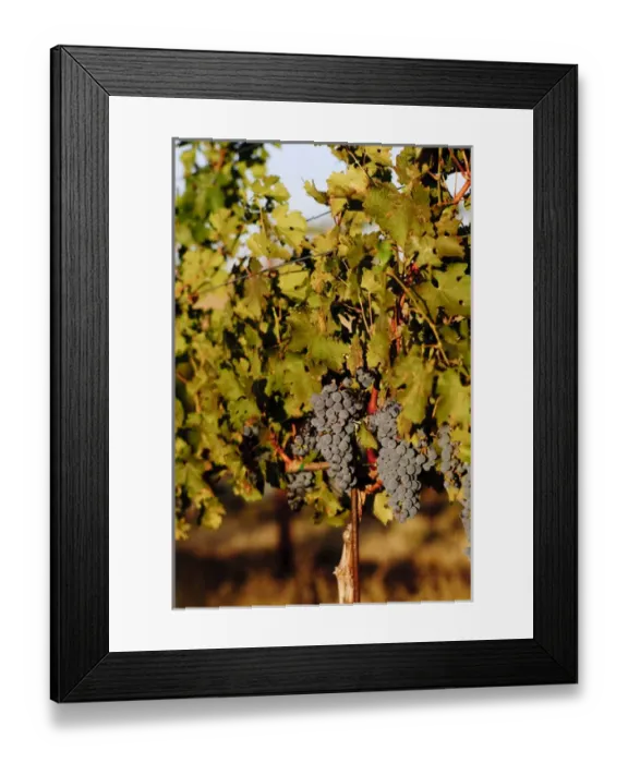 Framed Print : USA, Washington, Walla Walla, vineyard Framed Print : USA, Washington, Walla Walla, vineyard