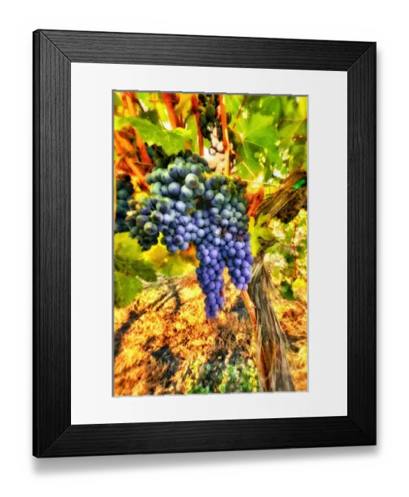 Framed Print : Crush at Teft Cellars in the Rattlesnake Hills AVA in the Yakima Valley Framed Print : Crush at Teft Cellars in the Rattlesnake Hills AVA in the Yakima Valley