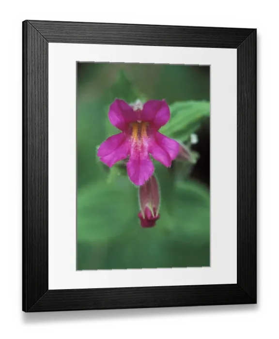 Framed Print : Lewis Monkey Flower, Mt. Rainier NP. WA, USA Framed Print : Lewis Monkey Flower, Mt. Rainier NP. WA, USA
