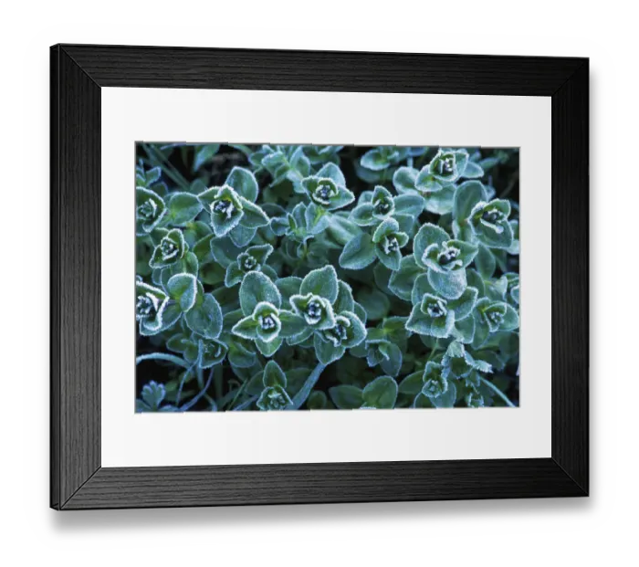 Framed Print : Mid-summer Frost, Mt. Rainier NP, WA, USA Framed Print : Mid-summer Frost, Mt. Rainier NP, WA, USA