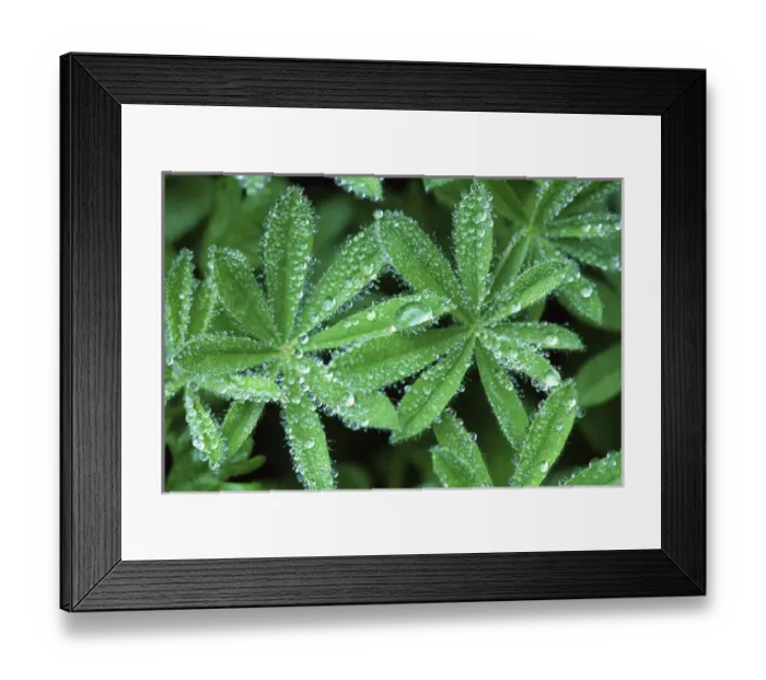 Framed Print : Lupine with Waterdrops, Mt. Rainier NP, WA, USA