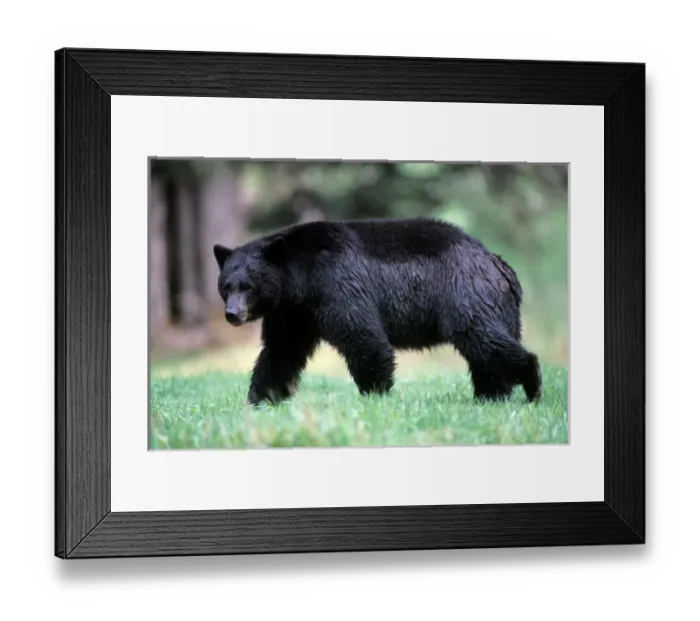 Framed Print : black bear, Ursus americanus, walking in the rainforest, Olympic National Park, Olympic Peninsula Framed Print : black bear, Ursus americanus, walking in the rainforest, Olympic National Park, Olympic Peninsula