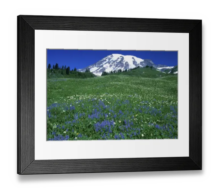 Framed Print : USA, WA, Mt. Rainier NP, Lupine & Mt. Rainier Framed Print : USA, WA, Mt. Rainier NP, Lupine & Mt. Rainier