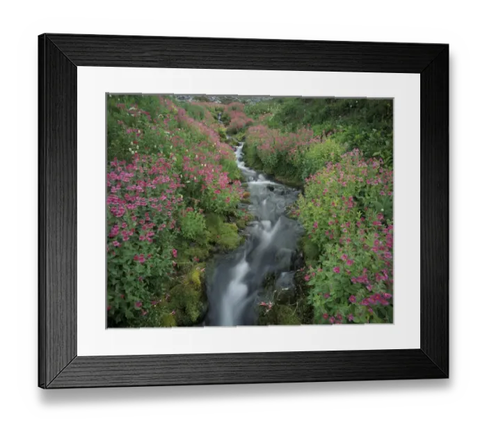 Framed Print : N. A. USA, Washington, Mt. Rainier National Park Pink monkey flower next to mountain