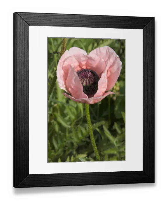 Framed Print : USA, Washington State, San Juan Islands, Roche Harbor in July Framed Print : USA, Washington State, San Juan Islands, Roche Harbor in July