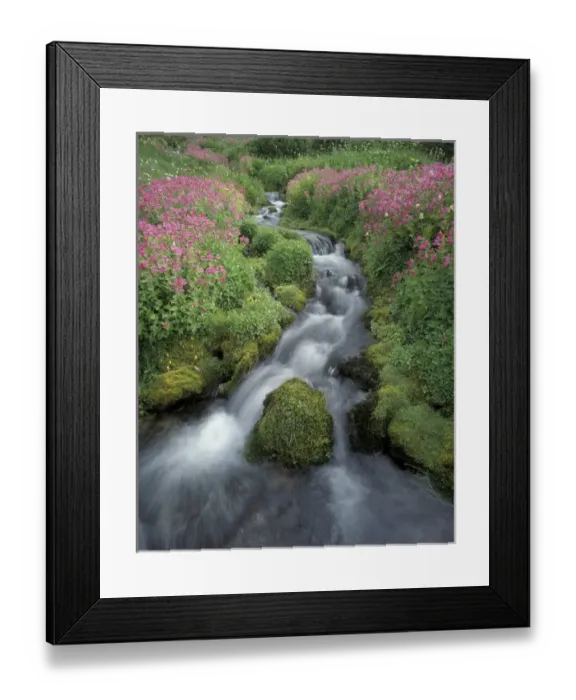 Framed Print : N. A. USA, Washington, Mt. Rainier National Park Pink monkey flower next to mountain Framed Print : N. A. USA, Washington, Mt. Rainier National Park Pink monkey flower next to mountain