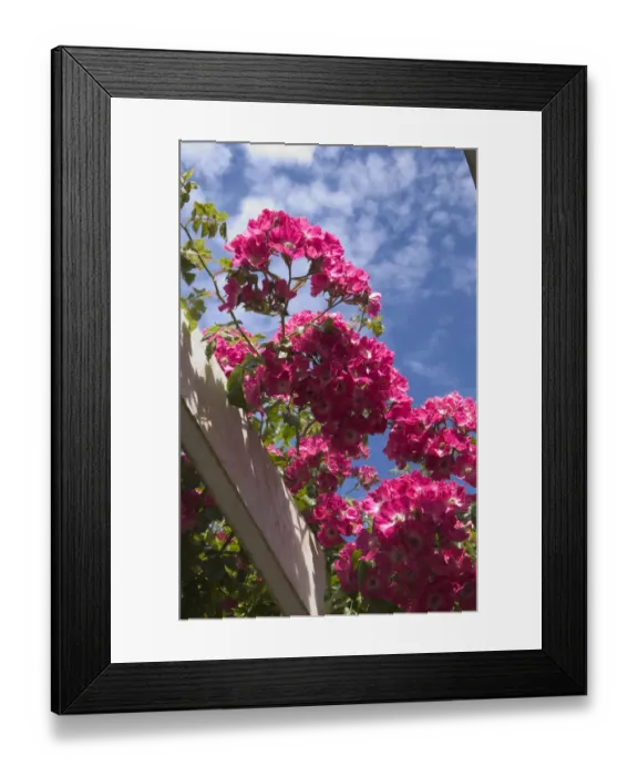 Framed Print : USA, Washington State, San Juan Islands, Roche Harbor in July Framed Print : USA, Washington State, San Juan Islands, Roche Harbor in July
