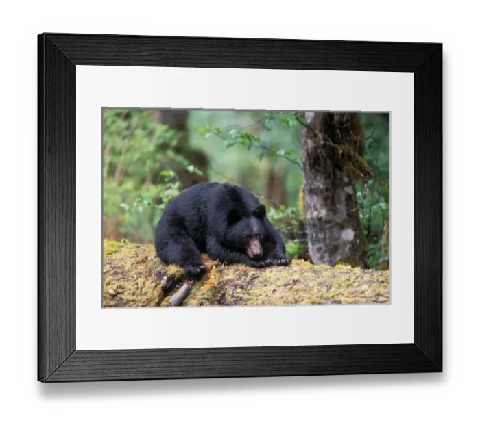 Framed Print : black bear, Ursus americanus, resting on an old growth log in the rainforest, Olympic National Park