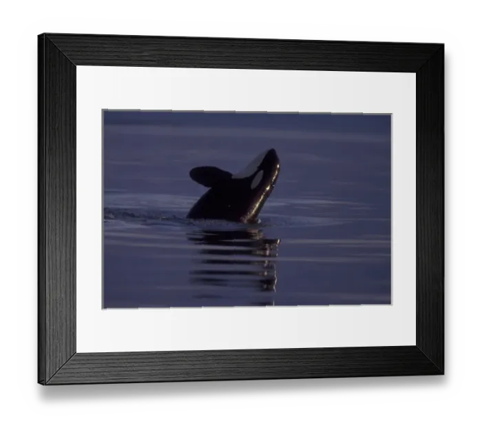 Framed Print : Breaching Orca Killer Whale (Orca orcinus) near San Juan Island, WA State, USA